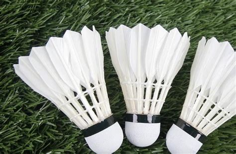 badminton bet|Iba pa.